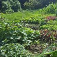 Câu chuyện trong vườn rau