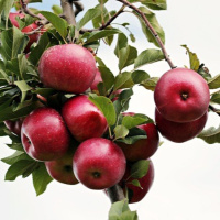 Bài học bình tĩnh từ một quả táo