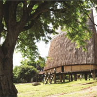 Truyện cổ tích về cây tông lông