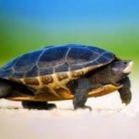 Món quà của rùa