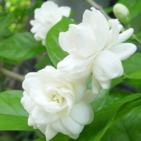 Sự tích hoa nhài