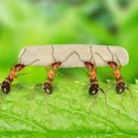 Loài Kiến và những con vật ở trong rừng