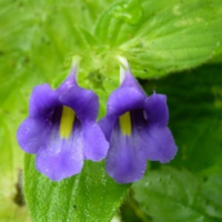 Chị dâu em chồng - mối quan hệ sao khó bền?