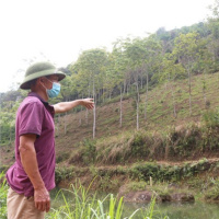 Tài nguyên môi trường - Giải pháp nào tháo gỡ khó khăn để giúp nông dân trồng rừng gỗ lớn?