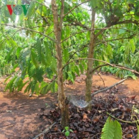 VOV - Sống chung với biến đổi khí hậu: Ứng dụng khoa học công nghệ tưới tiết kiệm cho cây cafe ở Tây Nguyên