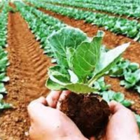 Chuyển đổi xanh - Nông nghiệp hữu cơ – giải pháp giảm phát thải khí nhà kính