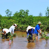 Biến đổi khí hậu: Những mô hình sản xuất thích ứng với biến đổi khí hậu tại Đồng bằng sông Cửu Long