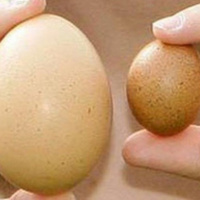 Tinh hoàn không đều nhau có lo ngại? (P3)