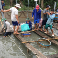 Tin trong nước - Sau Tết ngư dân Tiền Giang trúng mùa, trúng giá cá tra do “ cầu vượt cung”