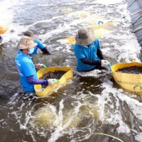 Tin trong nước - Sóc Trăng: Tìm giải pháp để có nguồn giống tôm chất lượng