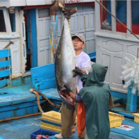 Tin trong nước- Ngư dân Bình Định phấn khởi với chuyến biển xuyên Tết