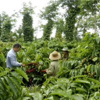 Tin trong nước - Đắk Lắk: Phát huy vai trò của nông dân trong tình hình mới
