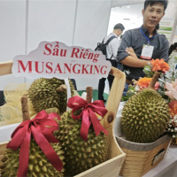 Tin trong nước - Khai thác tiềm năng xuất khẩu sầu riêng sang thị trường Trung Quốc