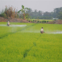 Tin trong nước - ĐBSCL: chủ động xuống giống sớm vụ lúa đông xuân, linh hoạt cho những vùng ảnh hưởng của mặn xâm nhập