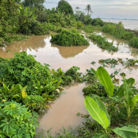 Tin trong nước - Vĩnh Long: Sạt lở bao vây cù lao Quới Thiện, cần có giải pháp căn cơ