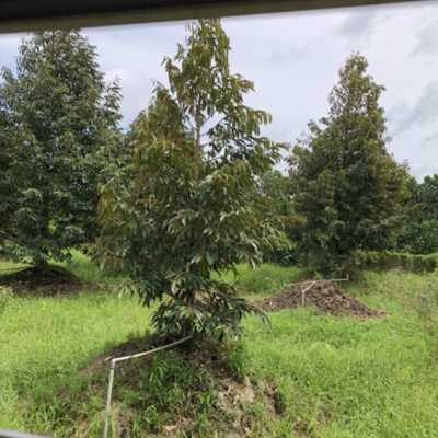 Vov - Viêt Nam Va Thê Gii