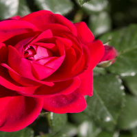 Aiatark. Aasta kauneim aed