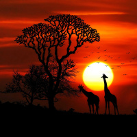 Tri milijone let staro okostje z imenom Lucy