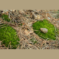 Eiropas latviešu apvienība aicina talkot viscaur pasaulē