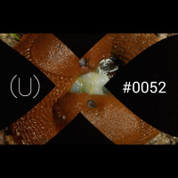 (U)052 – Brunsnegler