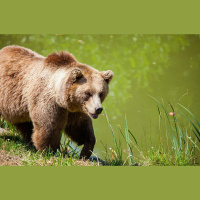Kā lielie zīdītāji atrod savu vietu mežā un kādos gadījumos dodas svešā teritorijā?