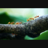 Dzīvnieku telpas uztvere un spēja orientēties telpā