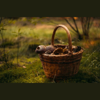Lasīt ogas, sēņot, ievākt zāļu tējas: kā šī tradīcija turpinās mūsdienās?