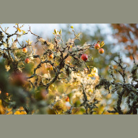 Ar kādām slimībām sirgst augļu koki un kā tās atpazīt?