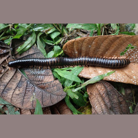 Madagaskarā atrod 30 cm garu retu tūkstoškāji. Bebrs - dzīvnieku pasaules arhitekts