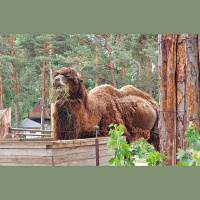 2024. gads - Kamieļu gads