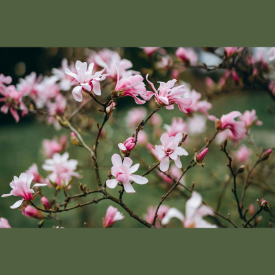 Zinmais Nezinmaj