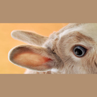 Ep. 59: Dårligste julegaver