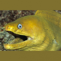 Pasaules gals, piemineklis un Double Faced Eels