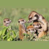 Rīts, kad daudz runājām par dzīvniekiem