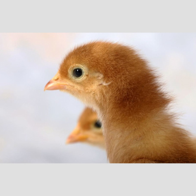 Pieci Rti Piedv - Beidzot!