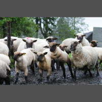 Godam nes Latvijas vārdu: Latvijas tumšgalves šķirnes aitas