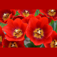 Godam nes Latvijas vārdu. Tulpe «Latvija»