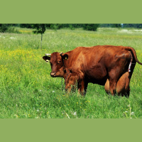 Godam nes Latvijas vārdu: Latvijas brūnā govs