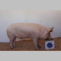 Godam nes Latvijas vārdu: Latvijas baltā cūka