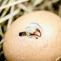 Kanadest, tibudest, rebastest... ja koerast ka