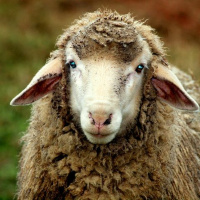 Lammastest ja hobustest