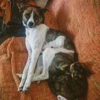 Laika suured küsimused