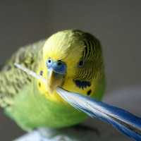 Kanadest ja papagoidest!