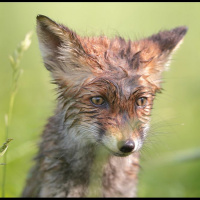 Rebastest, metskitsedest, rästikutest...ja autoõnnetustest