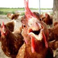 Poplach v slepičím rajónu 1