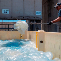 184: Medúzák ezrei