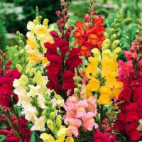 Episodul 19 - Madame Fournier Am ieșit din gura leului