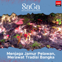 Menjaga Jamur Pelawan, Merawat Tradisi Bangka (Bagian 1)