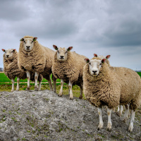 #42 OK, boomer! A baby boomerek a munka hősei, vagy béklyó az Y generáció nyakán?