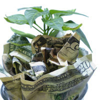 #59 Alapkezelőt kérdeztünk: mitől zöld egy bank, mik az ESG-alapok, és hogyan legyünk etikus befektetők